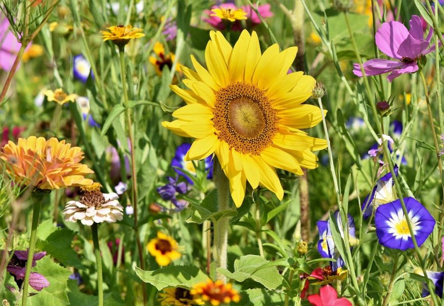 Sunflower - Bild von Capri23auto auf Pixabay